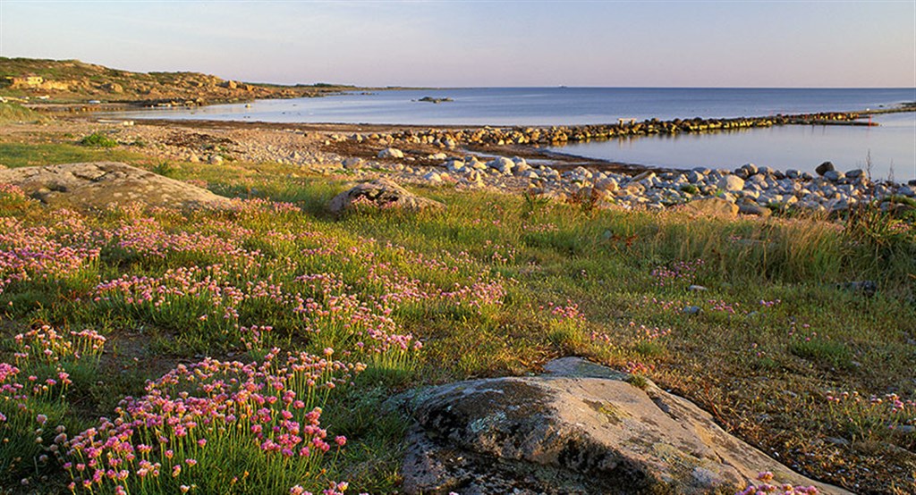 Steninge  i halmstad
