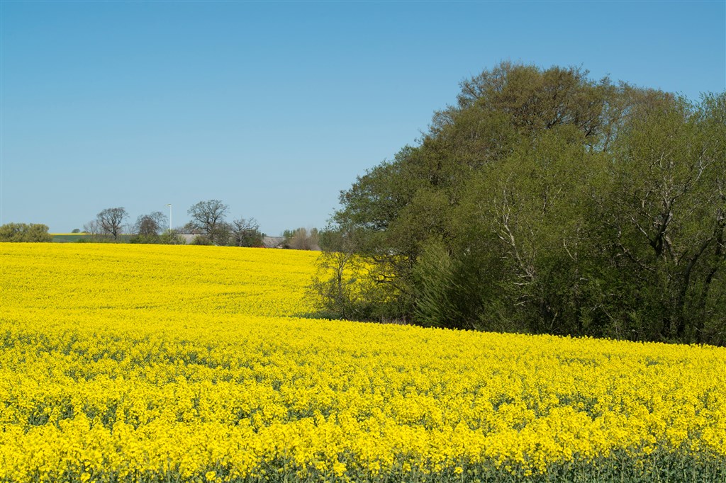 Gislövs by  i trelleborg