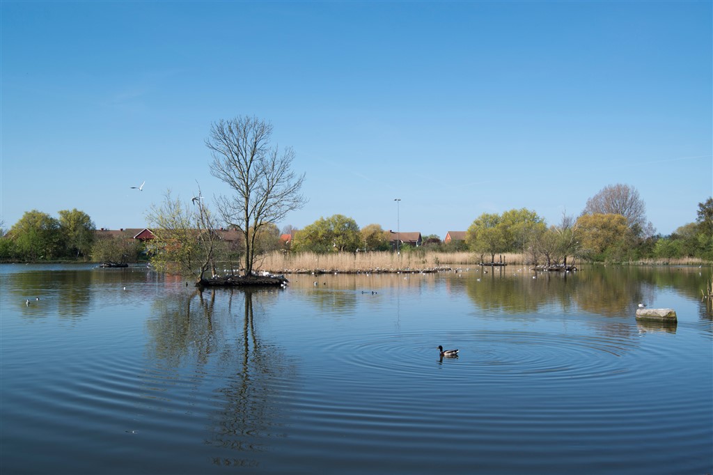 Hallasvängen  i trelleborg