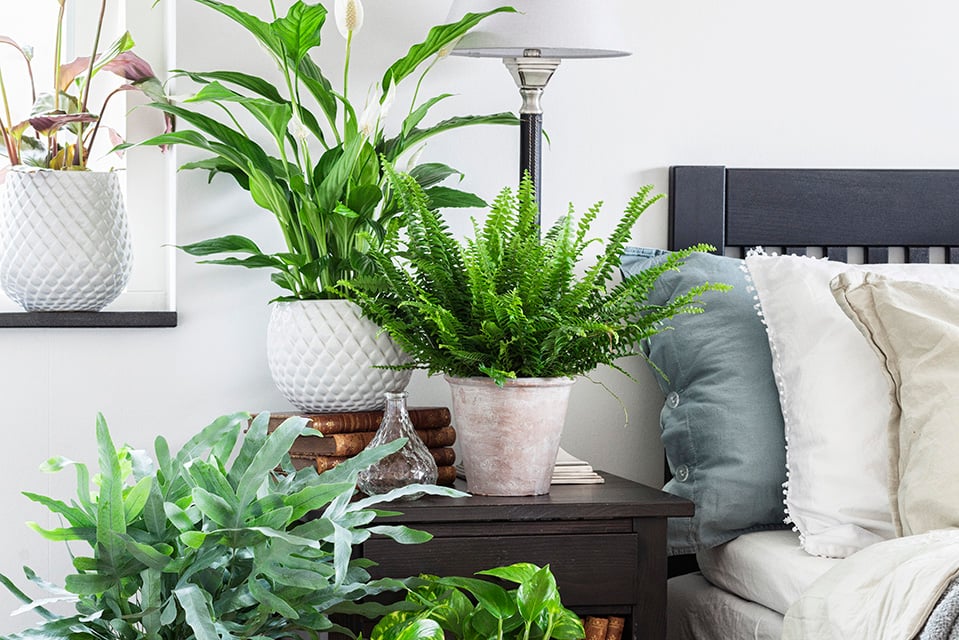 7 växter som ger dig bättre luft hemma!